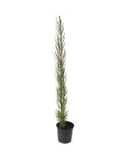 Comprar ciprés por 4,85€ en Germigarden