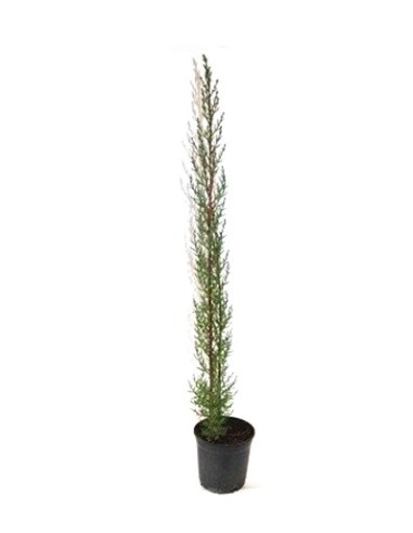 Comprar ciprés por 4,85€ en Germigarden