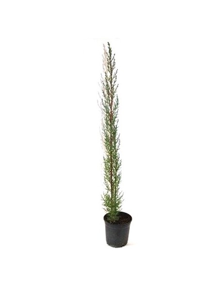 Comprar ciprés por 4,85€ en Germigarden