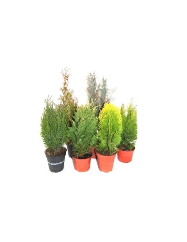 Compre Coniferae variada em Germigarden