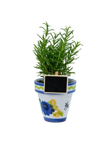 Bandeja de planta aromática variada (maceta de 10,5 cm) (15 unidades)