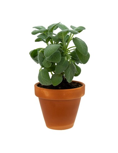 Safata de planta aromàtica variada (test de 10,5 cm) (15 unitats)