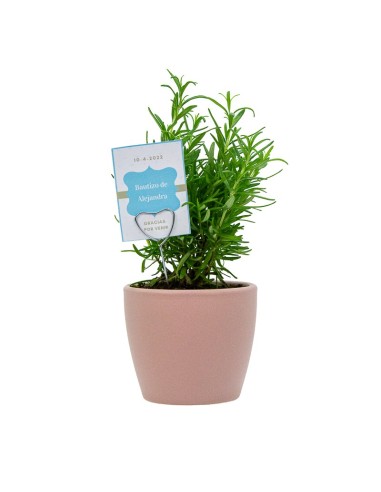 Safata de planta aromàtica variada (test de 10,5 cm) (15 unitats)