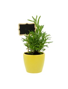 Safata de planta aromàtica variada (test de 10,5 cm) (15 unitats)