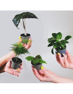Mini planta de interior para detalles de boda y eventos