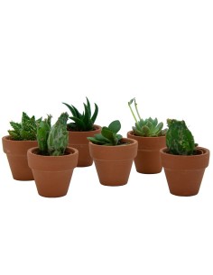 Cactus y crasa variado (maceta 3,5 cm ø) 2