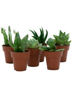 Cactus y crasa variado (maceta 3,5 cm ø)