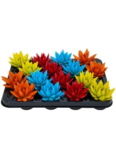 Echevéria pontas de cores variadas (vaso 5 cm ø)