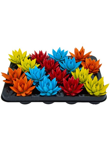 Echeveria puntas coloreadas variadas (maceta 5 cm ø)