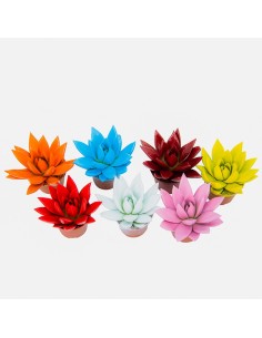 Echeveria puntas coloreadas variadas (maceta 5 cm ø) 2