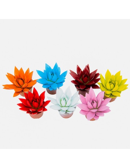 Echeveria puntas coloreadas variadas (maceta 5 cm ø)