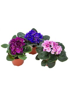 Comprar violeta africana por 4,95€ en Germigarden
