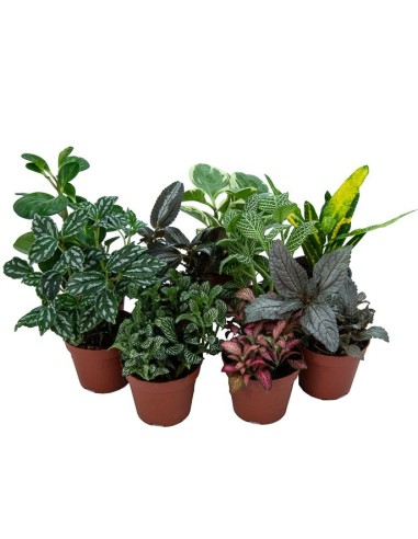 Bandeja de plantas interiores variada (vaso 8 cm ø) (10 - 18 unidades)