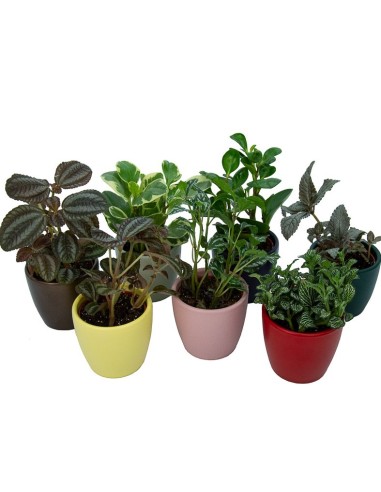 Bandeja de plantas interiores variada (vaso 8 cm ø) (10 - 18 unidades)