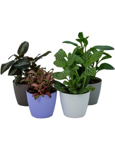 Bandeja de plantas interiores variada (vaso 8 cm ø) (10 - 18 unidades) 2