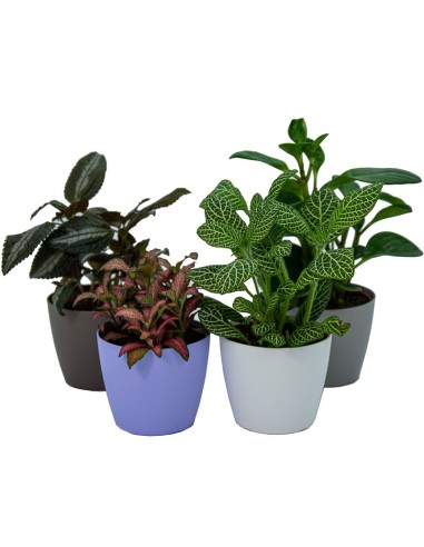 Bandeja de plantas interiores variada (vaso 8 cm ø) (10 - 18 unidades)