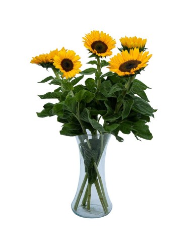 Flor Girassol