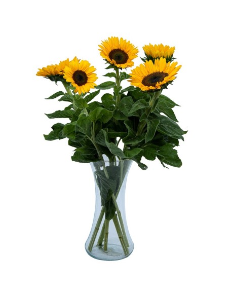 Flor de Girasol