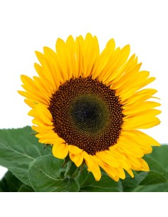 Flor de Girasol 2