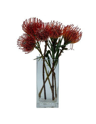 Protea nutans tango