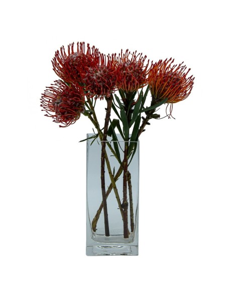 Protea nutans tango