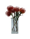 Protea nutans tango