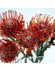 Protea nutans tango 2