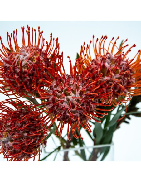 Protea nutans tango