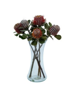 Protea banksia coccinea