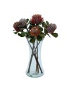 Protea banksia coccinea