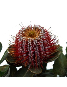 Protea banksia coccinea 2