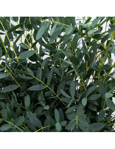 Eucaliptus