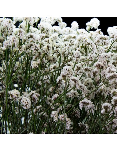 Ram de limonium