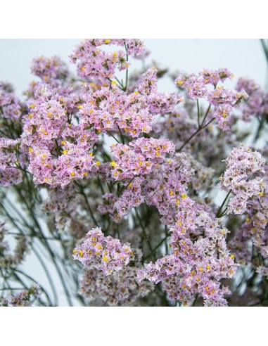 Ramo de Limonium