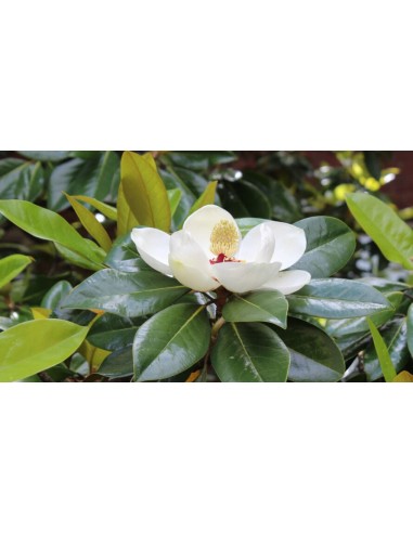 Magnolia grandiflora (test 23 cm Ø) (magnoli perenne)