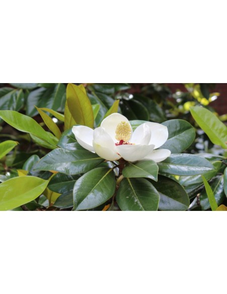 Magnolia grandiflora (test 23 cm Ø) (magnoli perenne)
