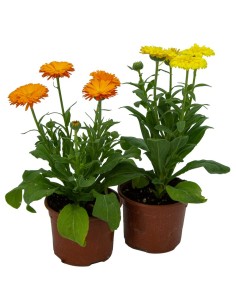 Comprar Caléndula planta por 1,85€ en Germigarden