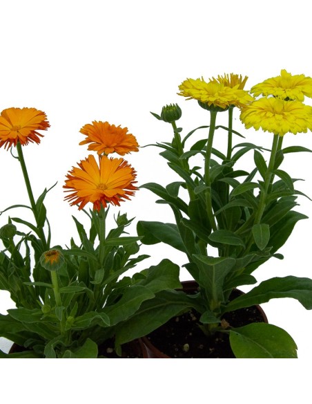 Compre calêndula por € 1,85 em Germigarden