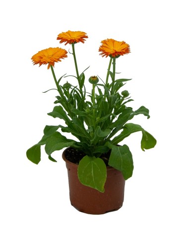 Achetez une plante de Calendula pour 1,85 € chez Germigarden