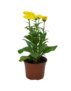 Comprar Caléndula planta por 1,85€ en Germigarden 2