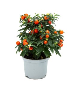 Solanum pseudocapsicum (maceta 13 cm Ø)