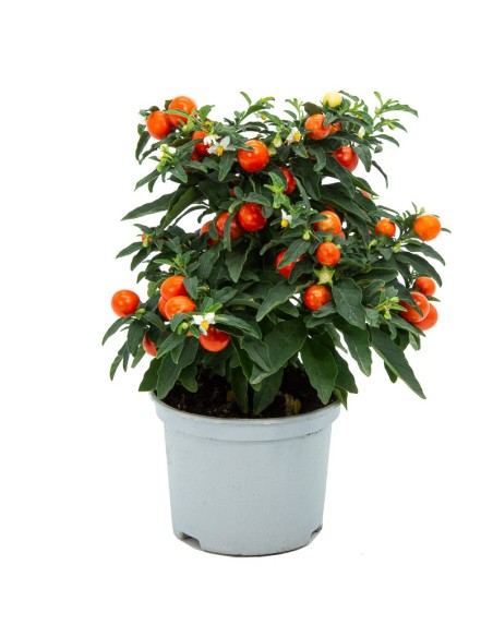 Solanum pseudocapsicum (maceta 13 cm Ø)