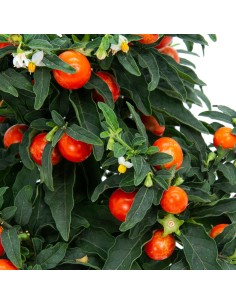 Solanum pseudocapsicum (maceta 13 cm Ø) 2