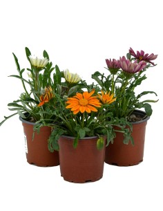 Achetez du gazania en différentes tailles et couleurs à partir de 1,95 € chez Germigarden