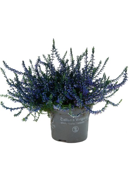 Calluna tenyida