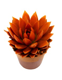 Echevéria pontas laranjas (vaso 12 cm ø)