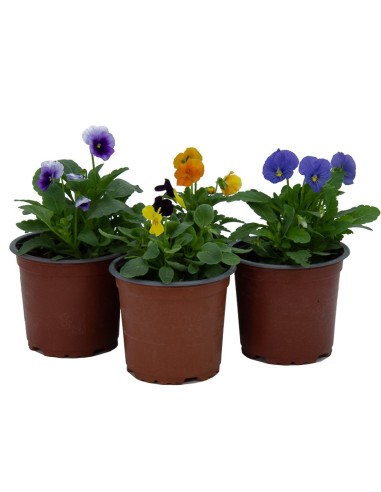 Violette à partir de 1,75€ chez Germigarden