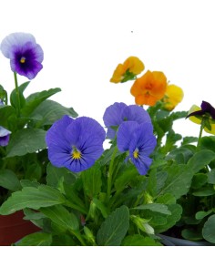 Violette à partir de 1,75€ chez Germigarden 2