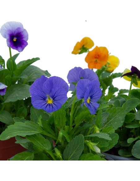 Violette à partir de 1,75€ chez Germigarden
