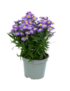 Aster Alpino (maceta 13 cm ø)